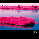 OrganLanguage* : OrganLanguage EP1 (12", EP)